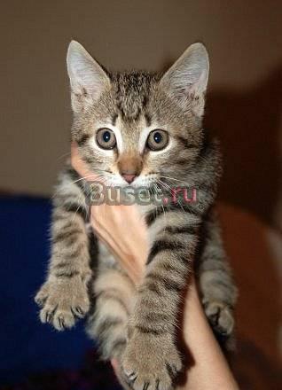 В дар котёнка Казань