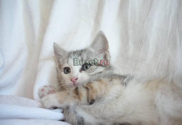 Котенок-девочка окраса "вискас",2 месяца.в дар Москва