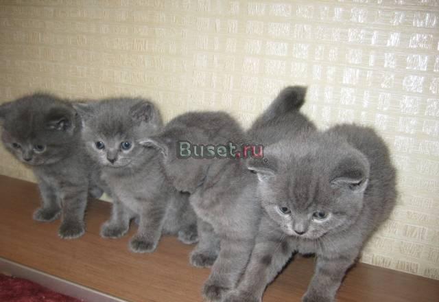 Британские голубые котята Москва