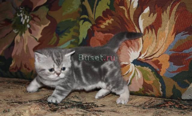 Шотландские котята фолд и страйты Москва