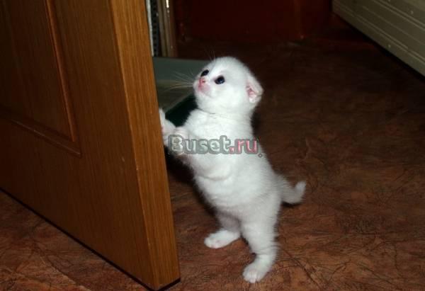 Белый вислоухий котенок Москва