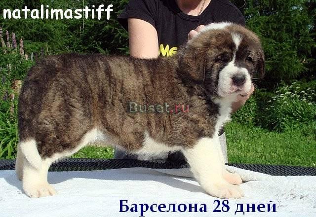 Испанский мастиф.Элитные щенки Москва