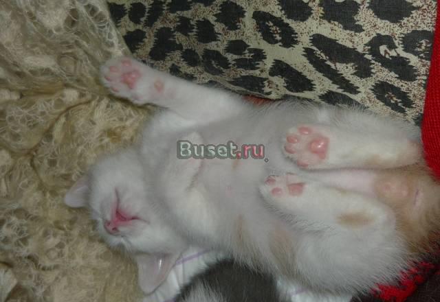 Отдам котят в добрые руки Волгоград