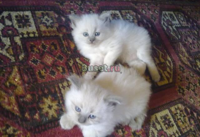Рэгдолл котята мальчик и девочка Москва
