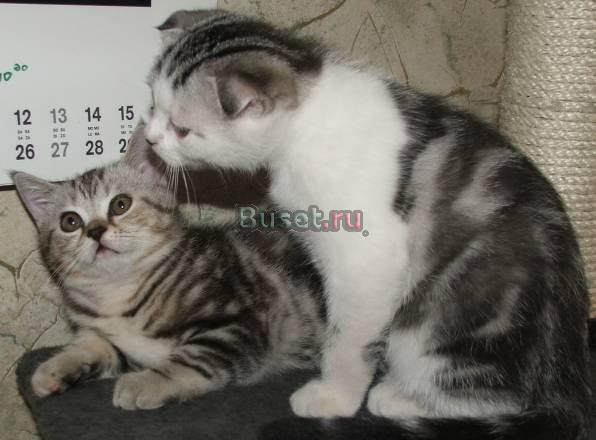 Котята вислоухие и прямоухая Москва