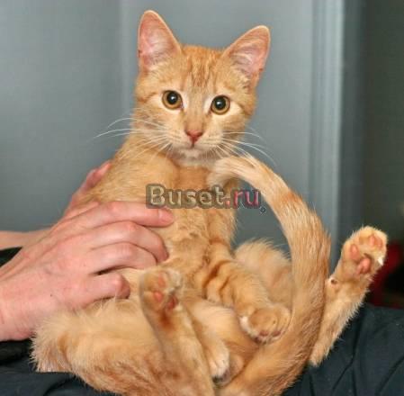 Рыжий солнечный котенок Шурик, 5 мес Санкт-Петербург