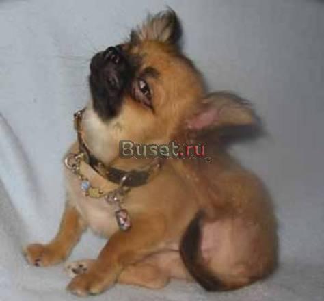 Чихуахуа щенки, много цветов, начиная от серьезных Казань