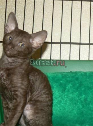 Корниш-рекс-шоколадная кошечка Москва