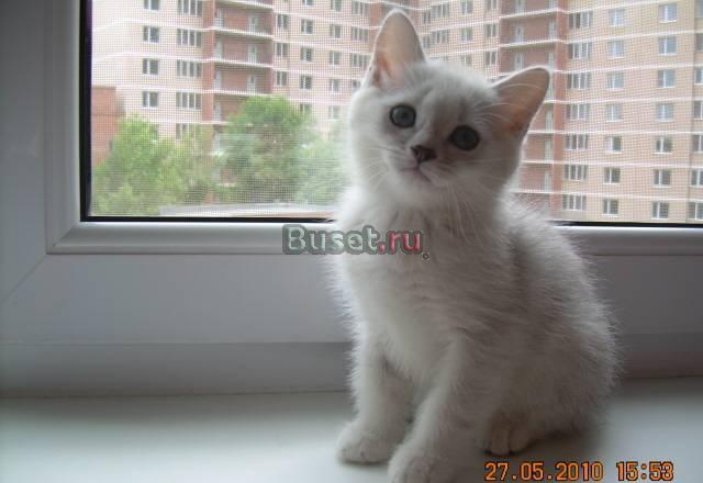 Чудесные британские серебристые шиншиллы Москва