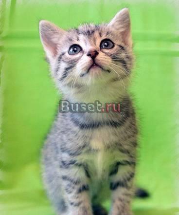 Котята в добрые и ответственные руки Москва