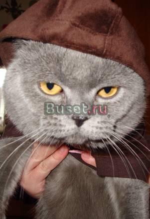Куплю британку,страйт или вислоушку Москва