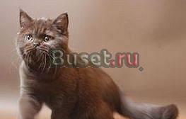 Британские котята. Цены разные Москва