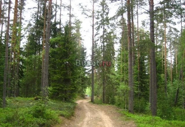Сосново, Орехово, Новожилово, Коробицыно Санкт-Петербург