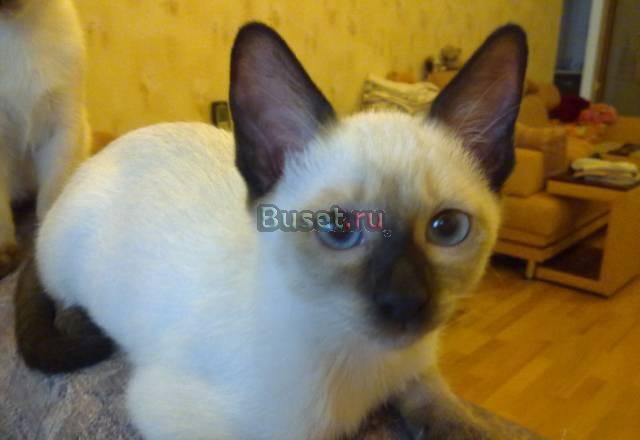 Тайские котята(котик и кошечка) Санкт-Петербург