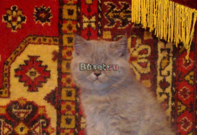 Шотландский страйт котята прямоухие Москва