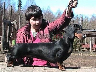 Щенки таксы стандартной гладкошерстной Санкт-Петербург