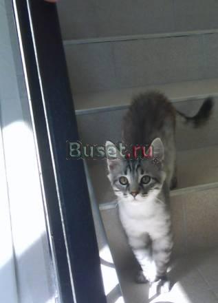 Продаем котенка Мейн кун котик. недорого Москва