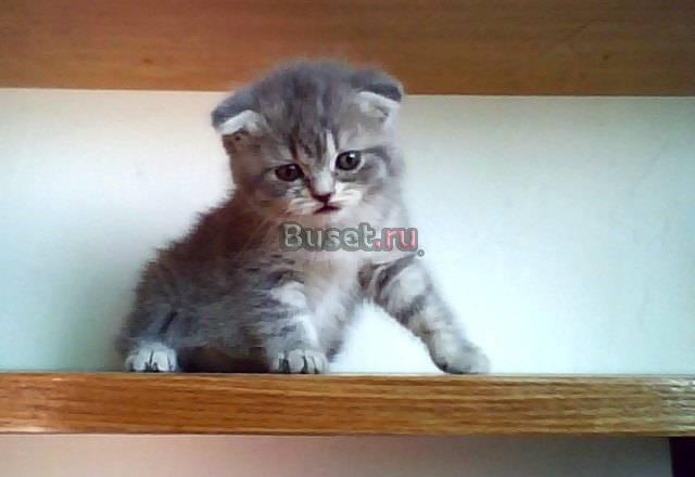 Шотландские и британские котята Москва
