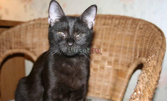 Котик 5 месяцев Санкт-Петербург
