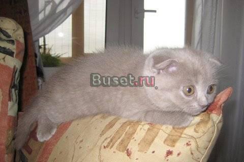 Скоттиш-фолд Санкт-Петербург