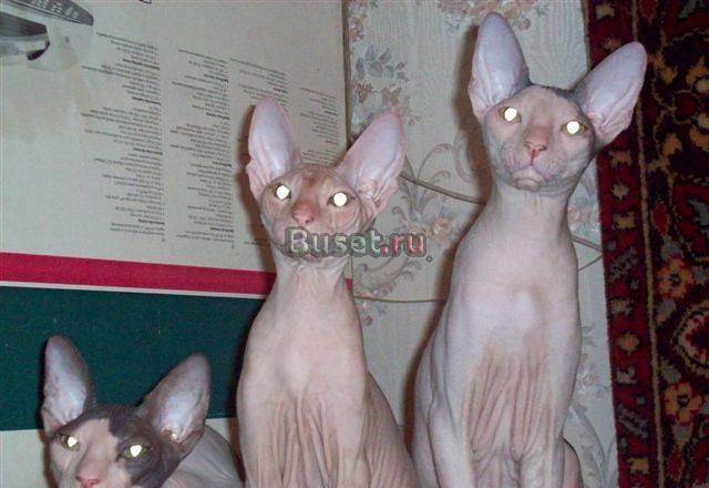 Донские Сфинксы -кошечки редкого окраса Челябинск