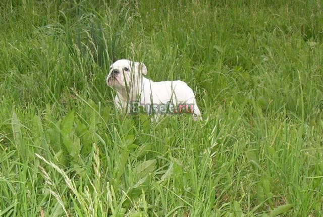 Английский бульдог щенки продаются Москва