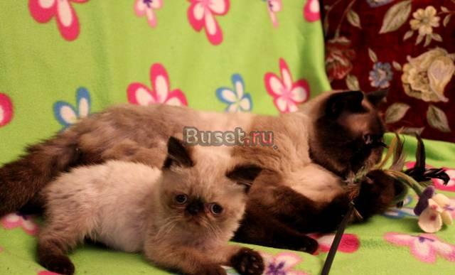 Гималайские ,колорные котята ,они все есть Санкт-Петербург