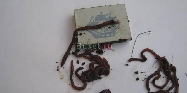 Червь Старатель Челябинск