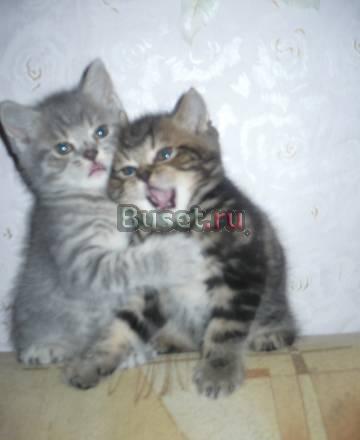 Чудо котенок,только черный мрамор на золоте Москва