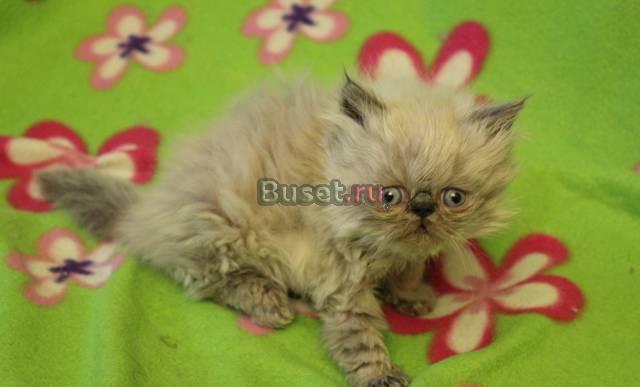 Котик гимолайский -1.5мес Санкт-Петербург