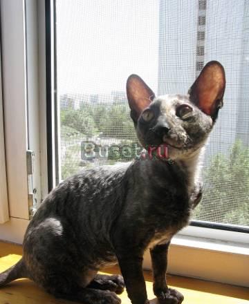 Кошечка корниш рекс Москва