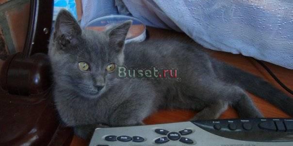 Недорого продам британского котенка Москва