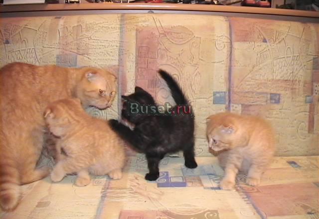 Котята шотландские вислоухие Копейск