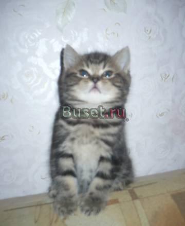 Чудо котенок Черный мрамор на золоте. не дорого Москва