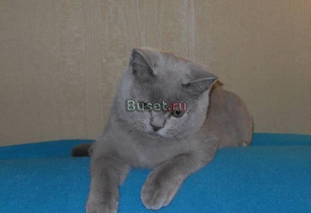 Британские котята Санкт-Петербург