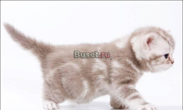 Элитные британские котятки различных окрасов Москва