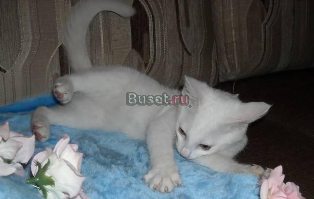 Котенок в хорошие руки.Белоснежное чудо Санкт-Петербург