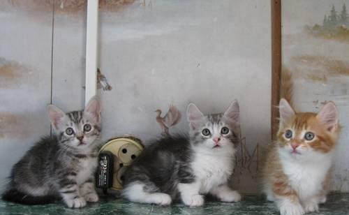 Манчкин(кошка-такса) продажа котят Москва
