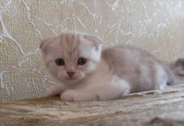 Шотландские вислоухие котята Москва