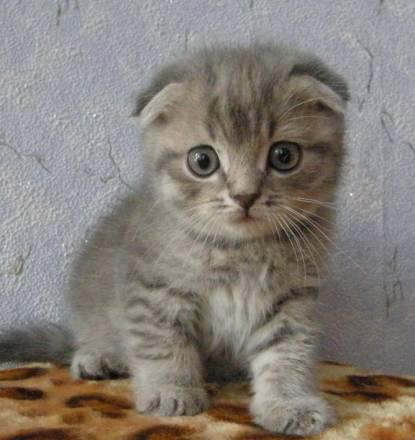 Вислоухий котеночек Москва