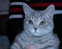 Чудесный котик-мальчик Подрощенный котенок Москва