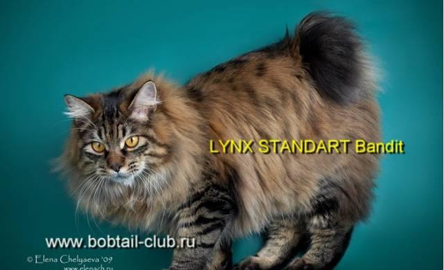 Курильский бобтейл Уфа