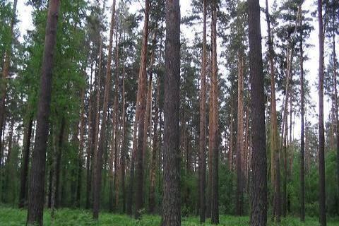 Кудряши п.Приобский, ориентир - 12км от  города Новосибирск