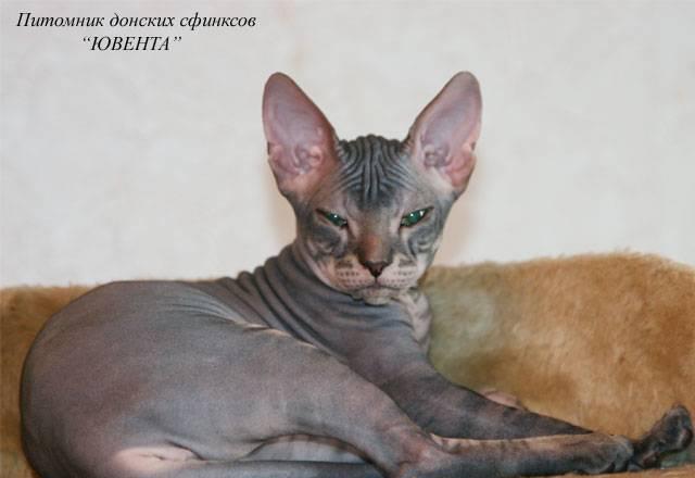 Котенок Донского сфинкса Москва