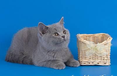 Британский котенок (кошечка) голубого окраса Москва