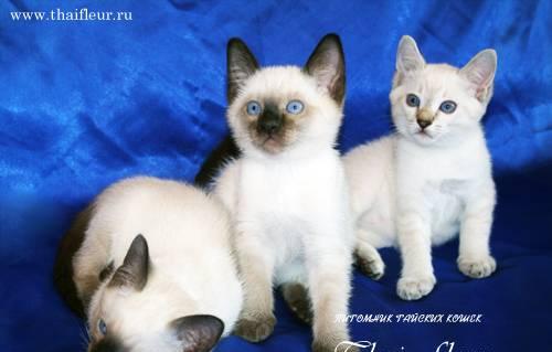 Тайские котята Москва