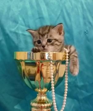 Шотландские котята Красноярск