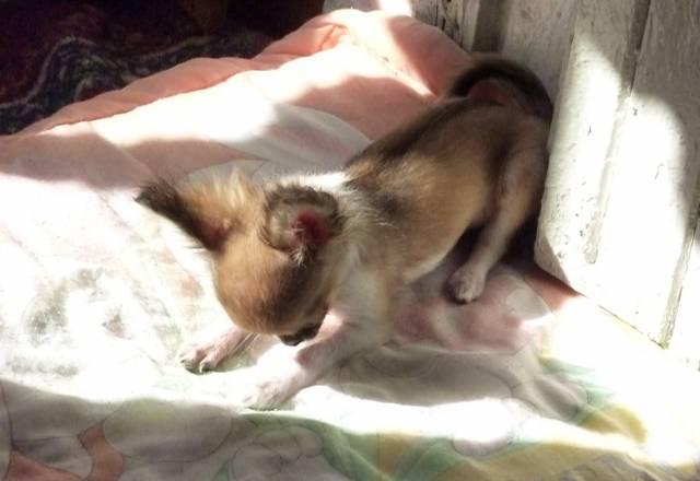 Чихуахуа  девочка мини 3.5 мес Москва