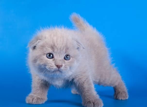 Клубные шотландские котята короткошерстные Москва