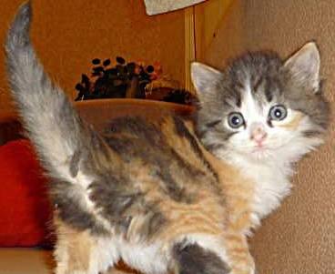 Котята в добрые руки Нижний Новгород